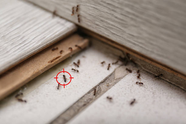 Best Mosquito Control Services  in Rosebud, TX
