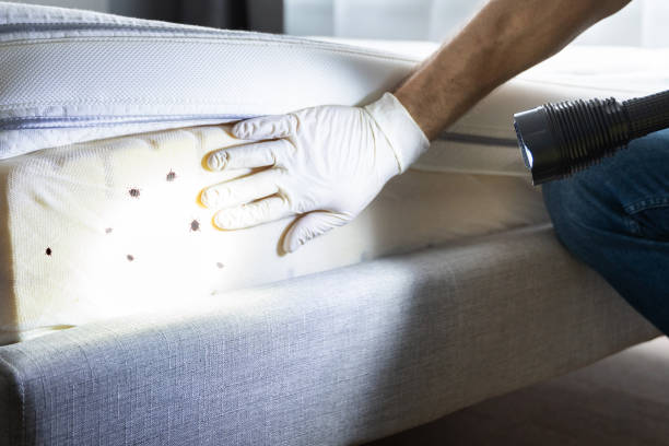 Best Rat Extermination Near Me  in Rosebud, TX