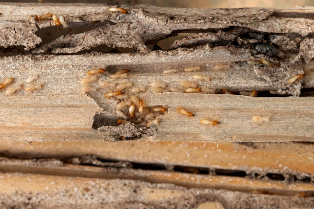 Best Pest Prevention Services  in Rosebud, TX