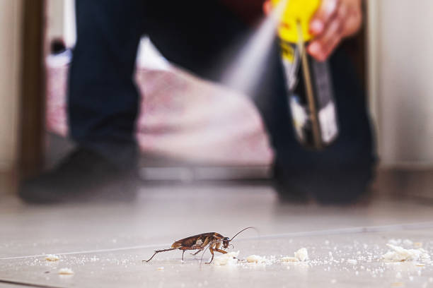 Best Termite Control Services  in Rosebud, TX