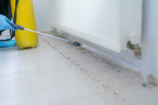 Best Wasp Removal Services  in Rosebud, TX